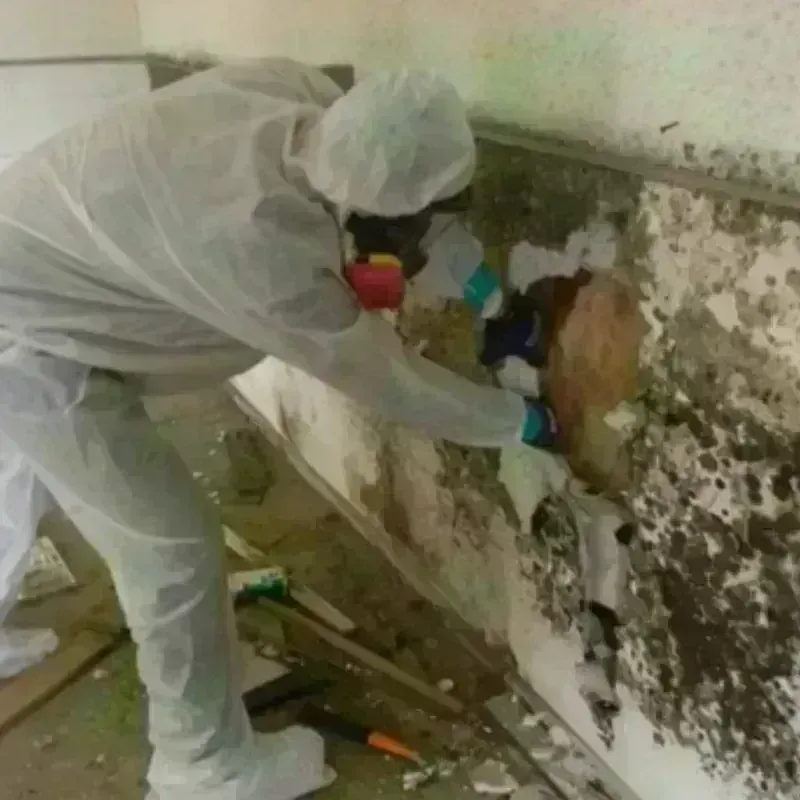 Mold Remediation and Removal in Jones County, SD